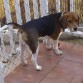 leo con unos 5 meses en el patio.